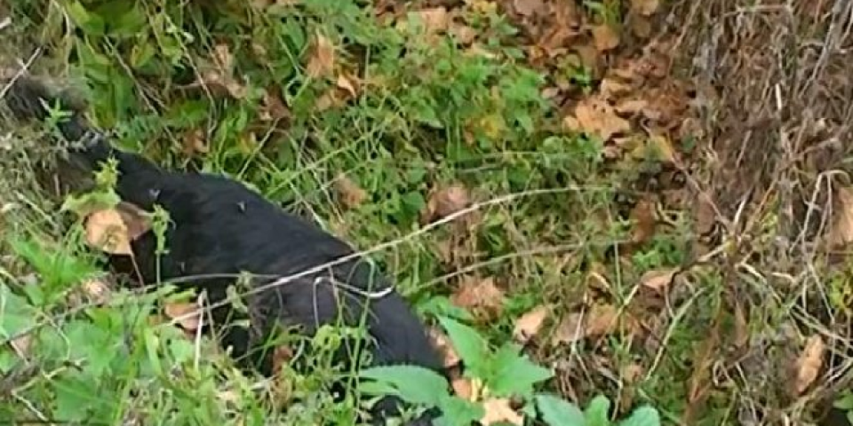 UŽAS U MITROVČIĆU NADOMAK TOPOLE: Više od 20 pasa i mačaka otrovano u najtežim mukama uginulo pored puta!